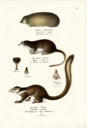 Taupe dorée du Cap, 1824